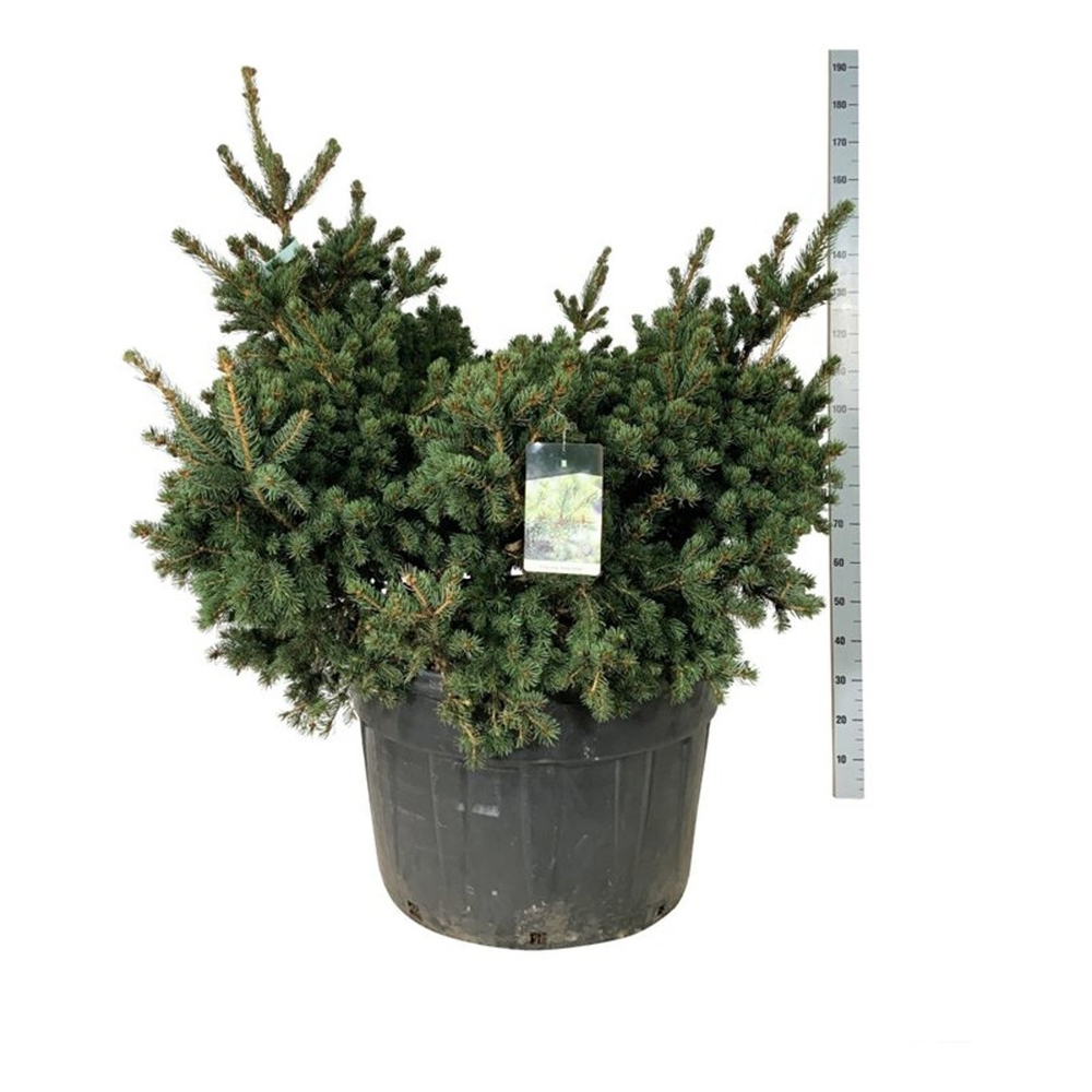 Picea pung. 'Lucky Strike'.