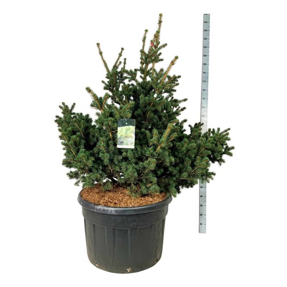 Picea pung. 'Lucky Strike'.