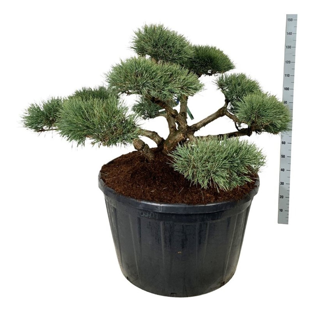 Pinus sylv. 'Repens'.