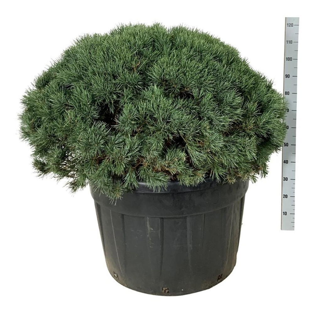 Pinus sylv. 'Watereri'.