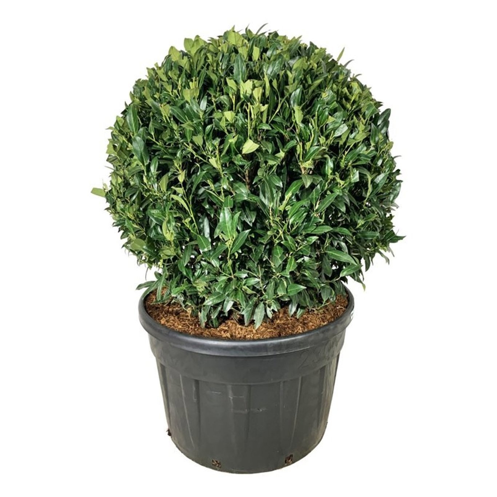 Prunus laur. 'Herbergii'.