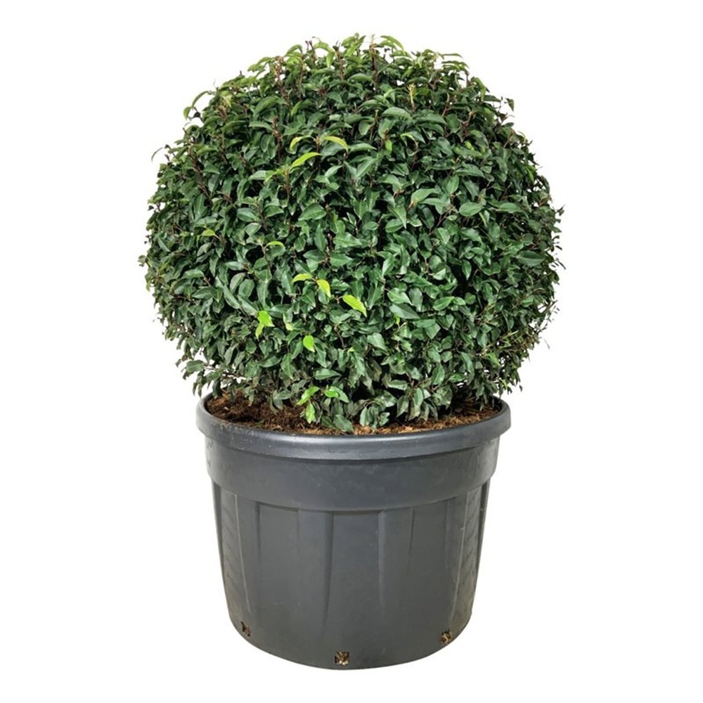 Prunus lus. 'Angustifolia'.