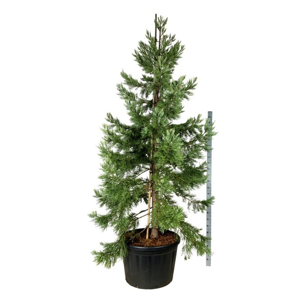 Sequoiadendron g. 'H. Mamm. Three'.