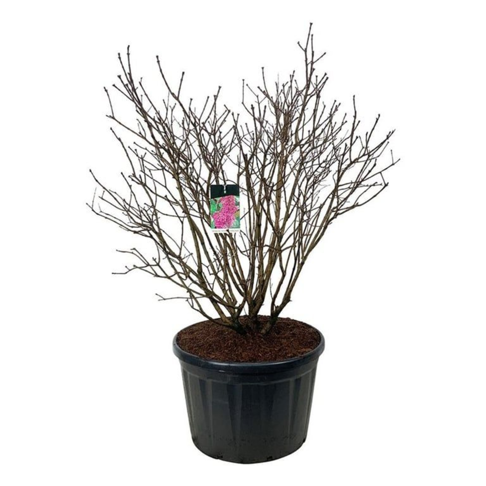 Syringa v. 'And. an Ludwig Späth'.