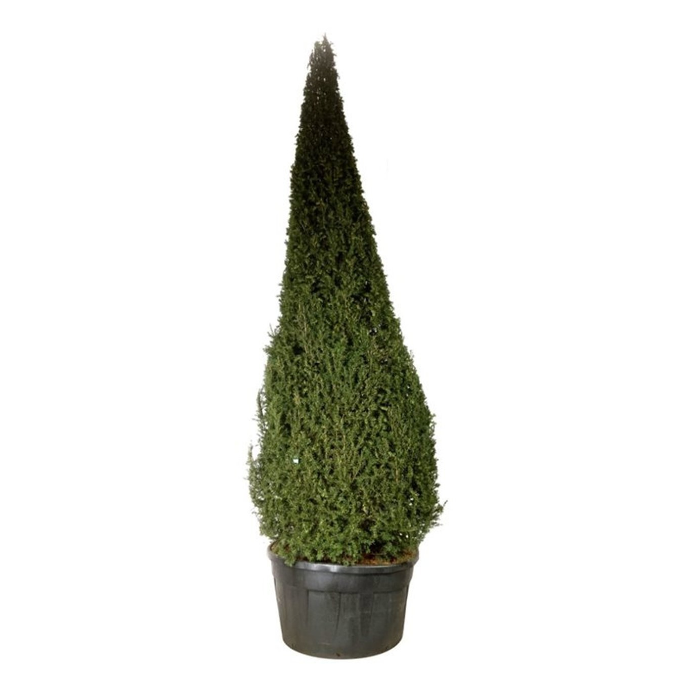 Taxus baccata.