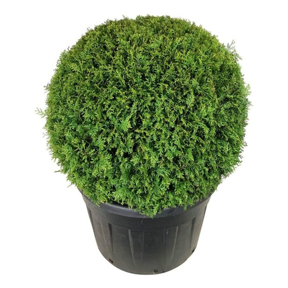 Thuja occ. 'Brabant'.