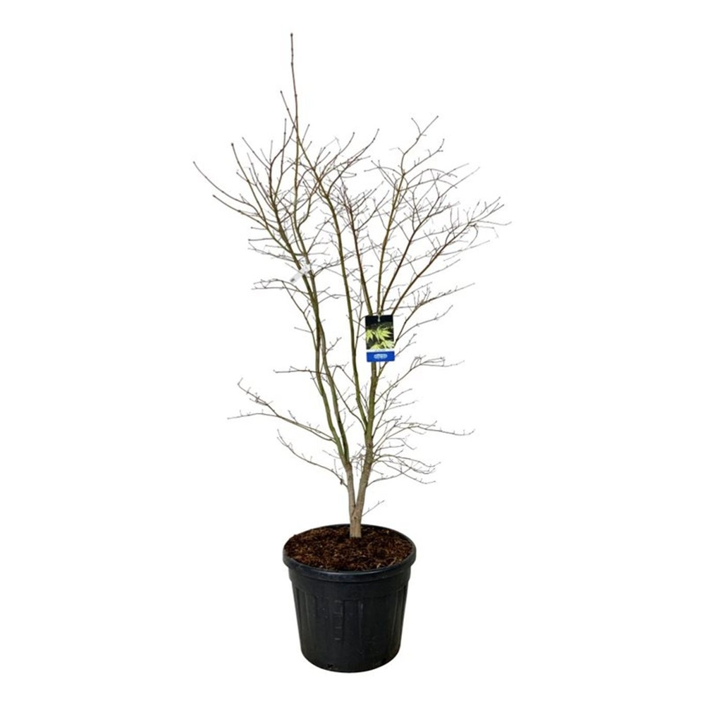Acer Arctic Jade ®.