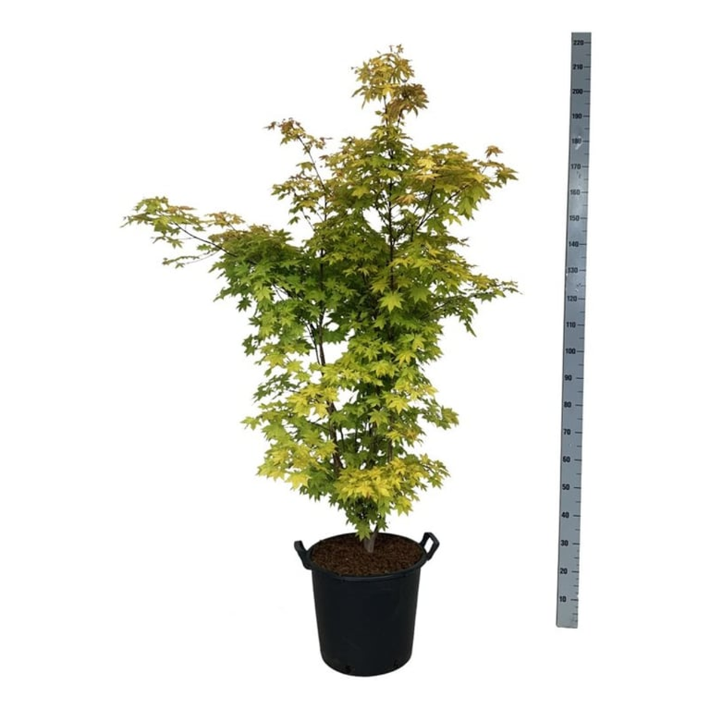 Acer pal. 'Summer Gold'.