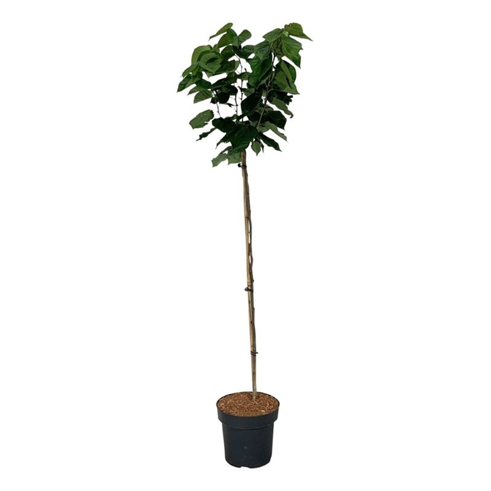 Cercis chinensis 'Avondale'.