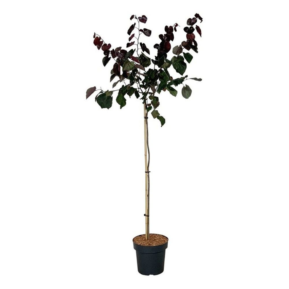 Cercis can. 'Merlot'.