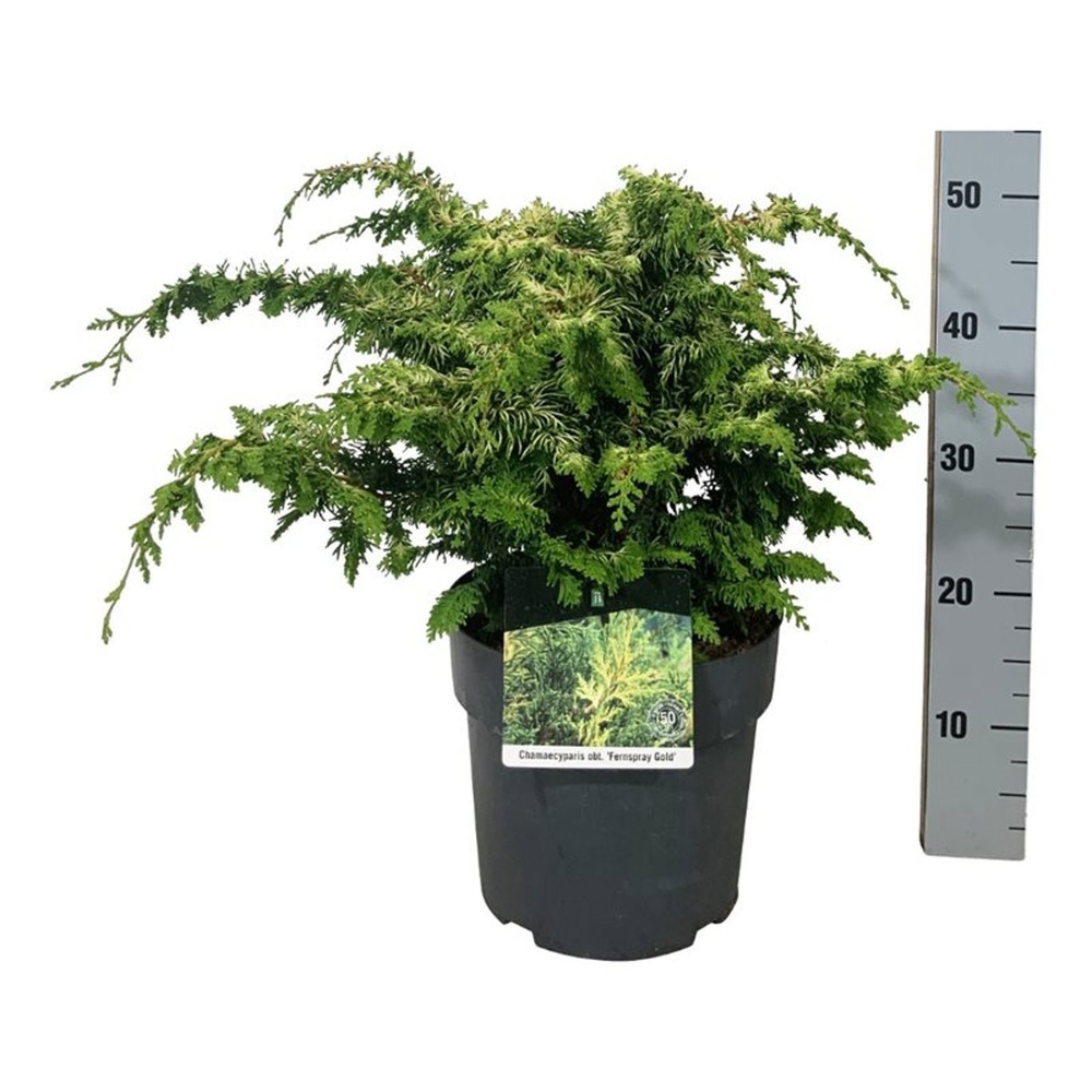 Chamaecyparis o. 'Fernspray Gold'.