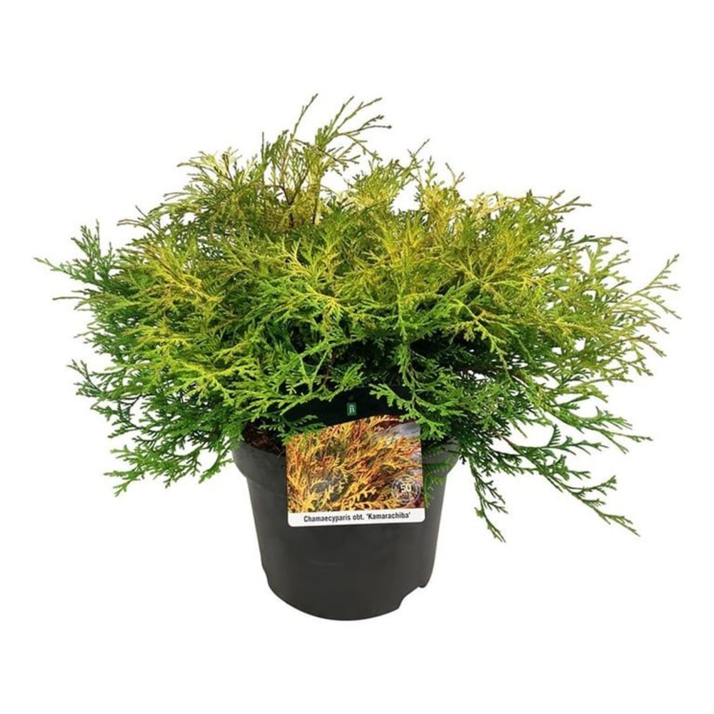 Chamaecyparis o. 'Kamarachiba'.