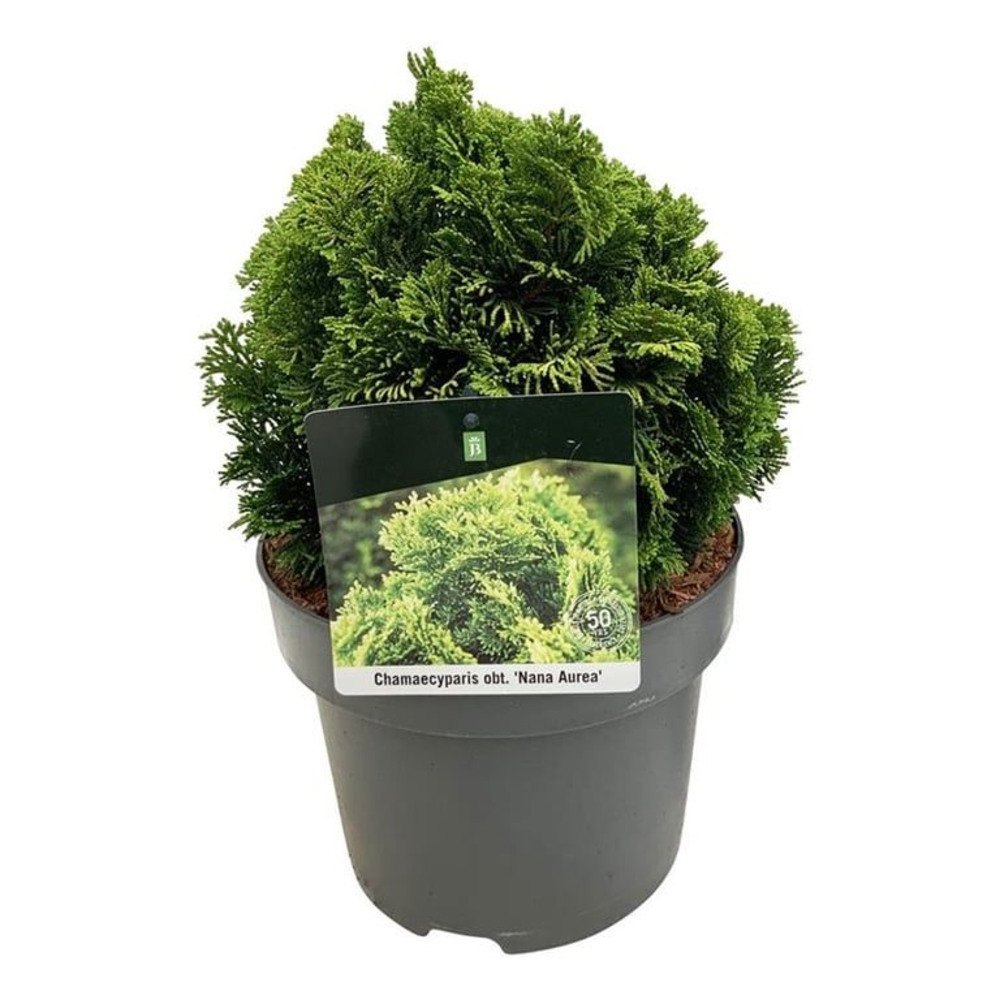 Chamaecyparis o. 'Nana Aurea'.