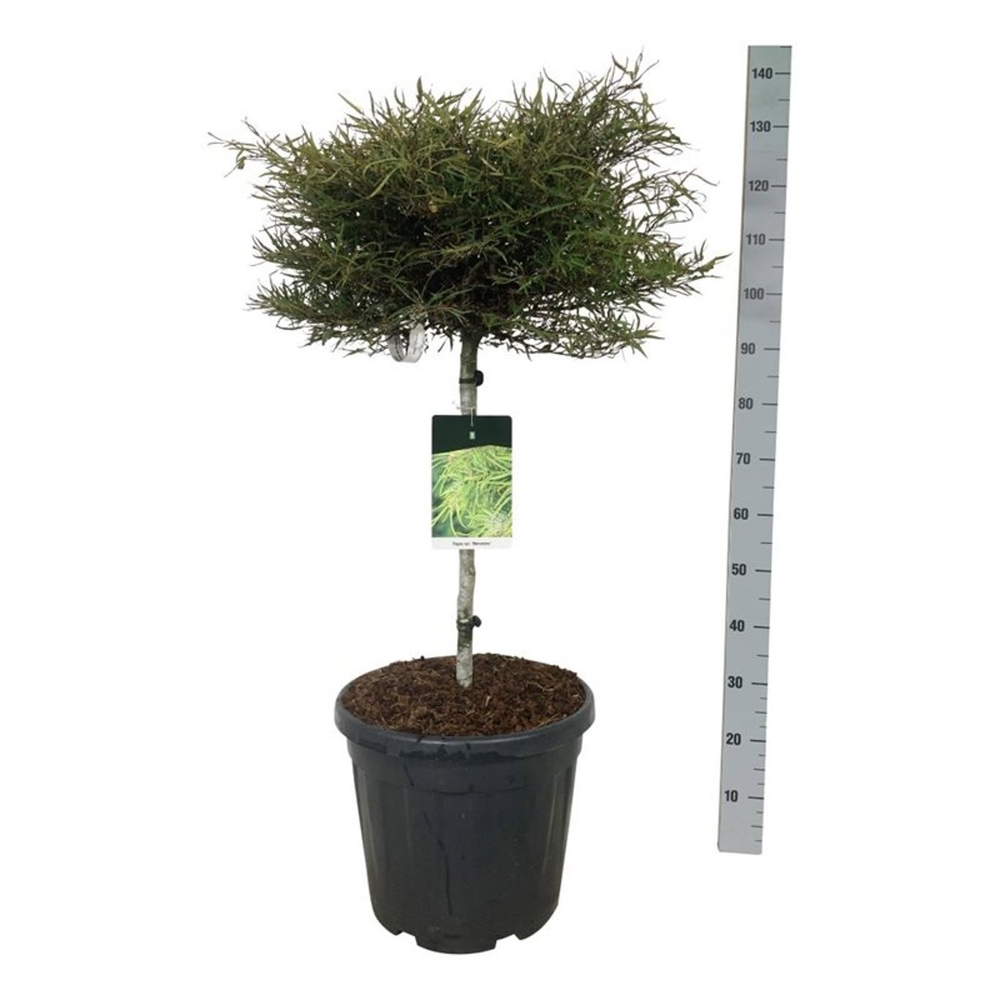 Fagus syl. 'Mercedes'.