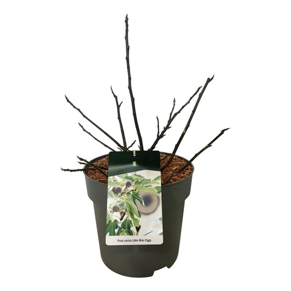 Ficus car. Little Miss Figgy (R).