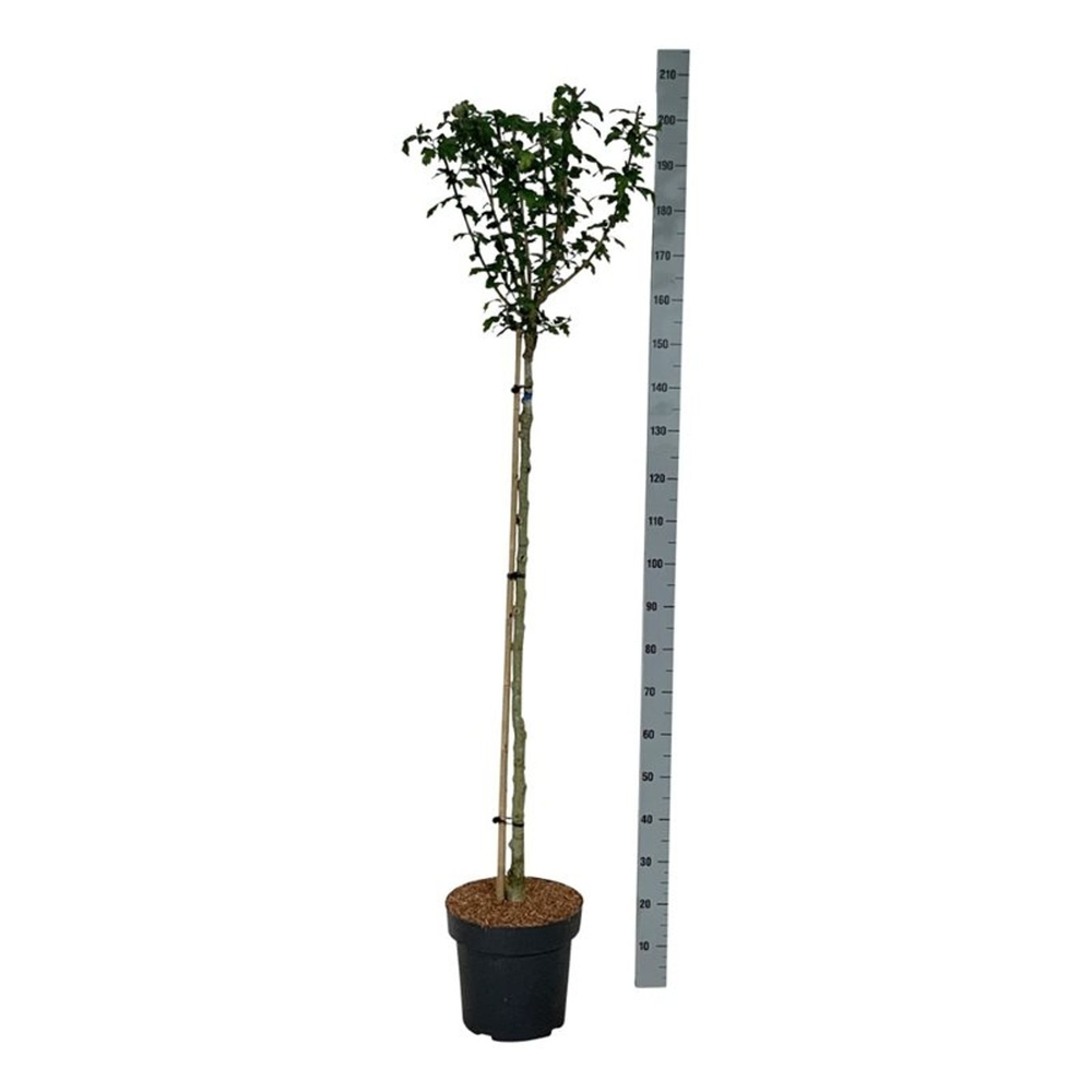 Hibiscus syr. 'Marina'.