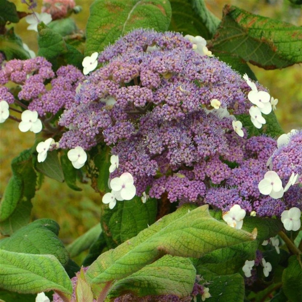 Hydrangea asp. 'Macrophylla'.