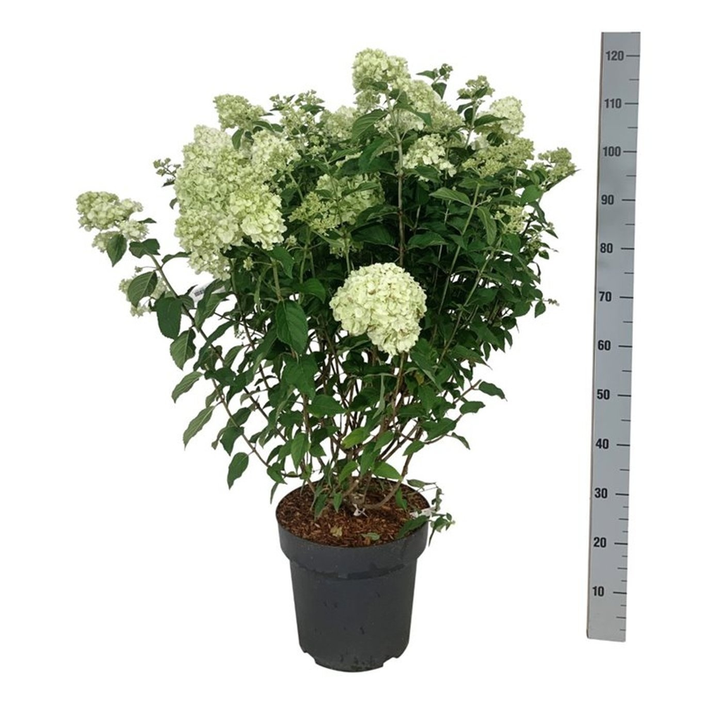 Hydrangea pan. Petite Cherry.