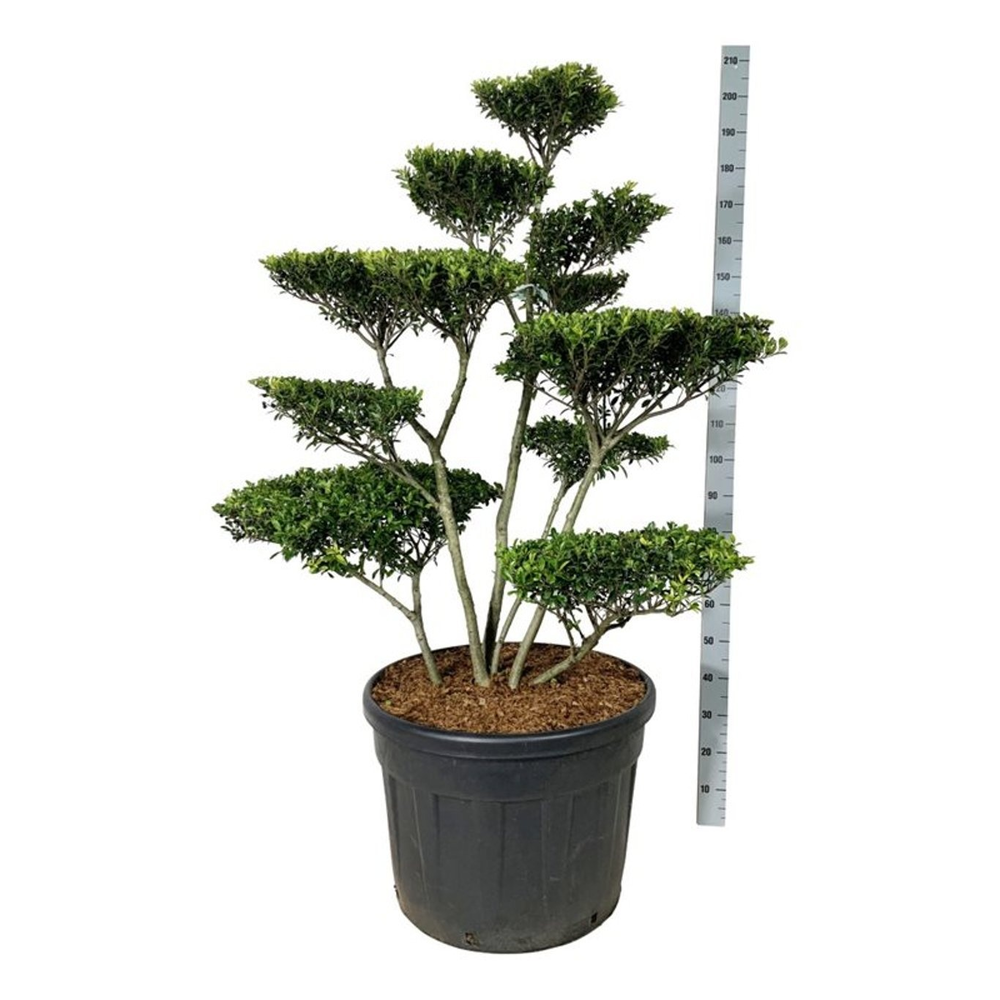 Ilex crenata 'Blondie'.