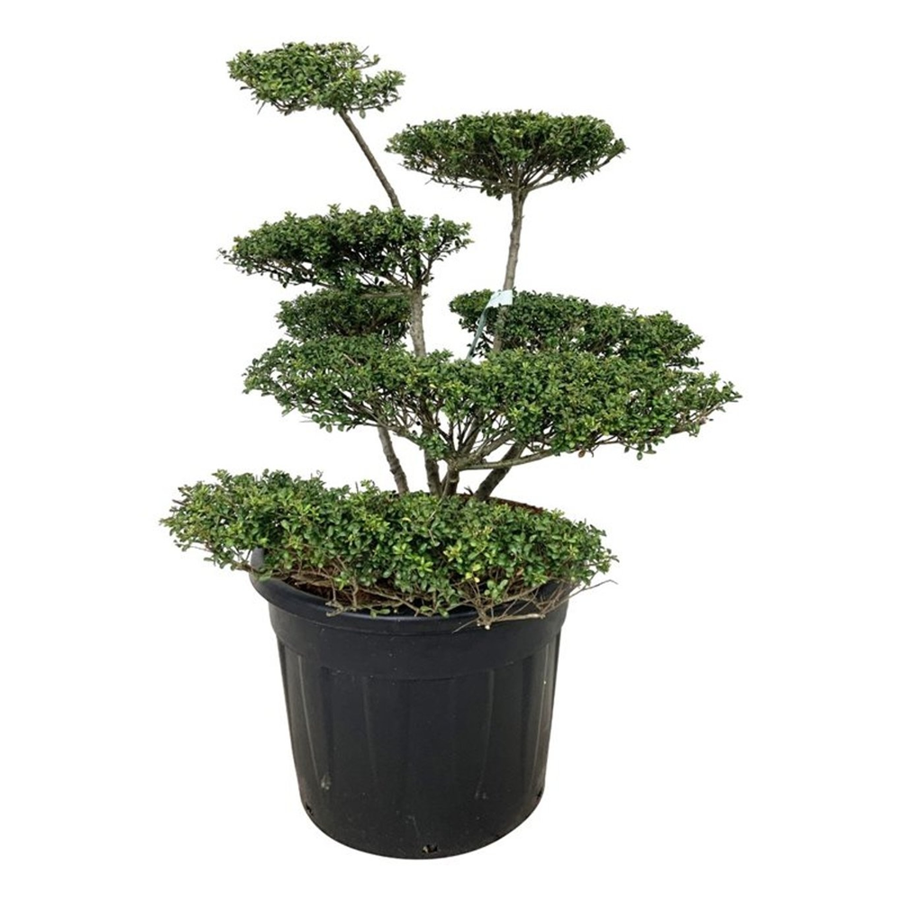 Ilex crenata 'Convexa'.