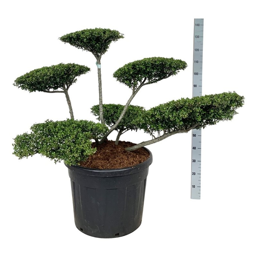 Ilex crenata 'Stokes'.