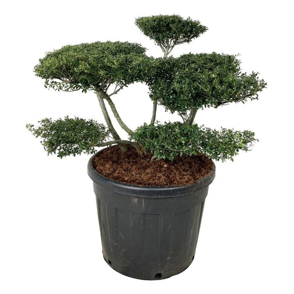 Ilex crenata 'Stokes'.