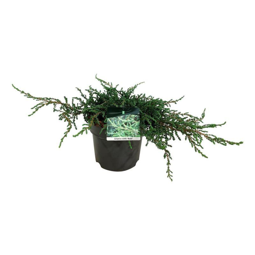Juniperus comm. 'Ristol'.