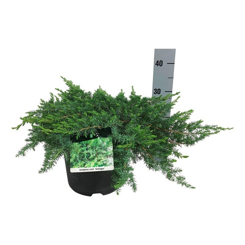 Juniperus conferta 'Schlager'.