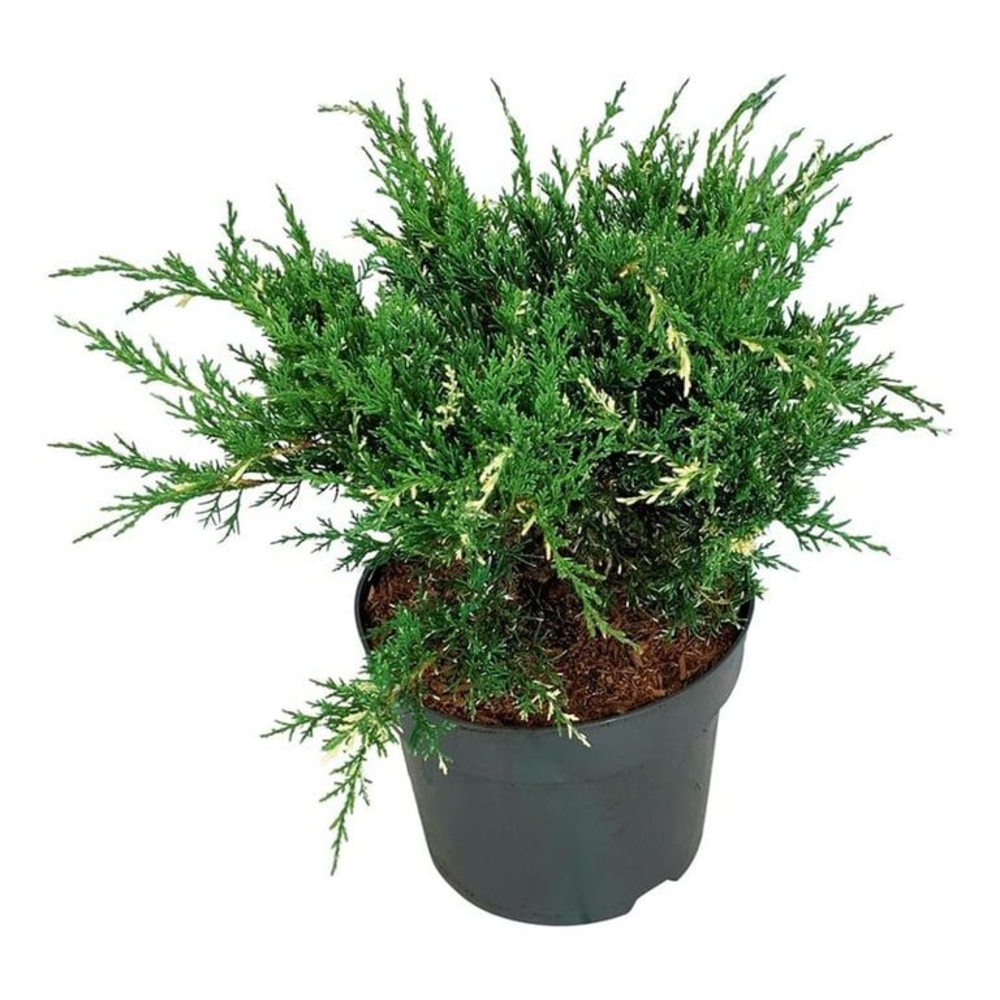 Juniperus pf. 'White Splash'.