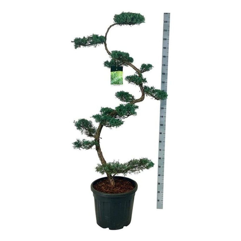 Juniperus virg. 'Grey Owl'.