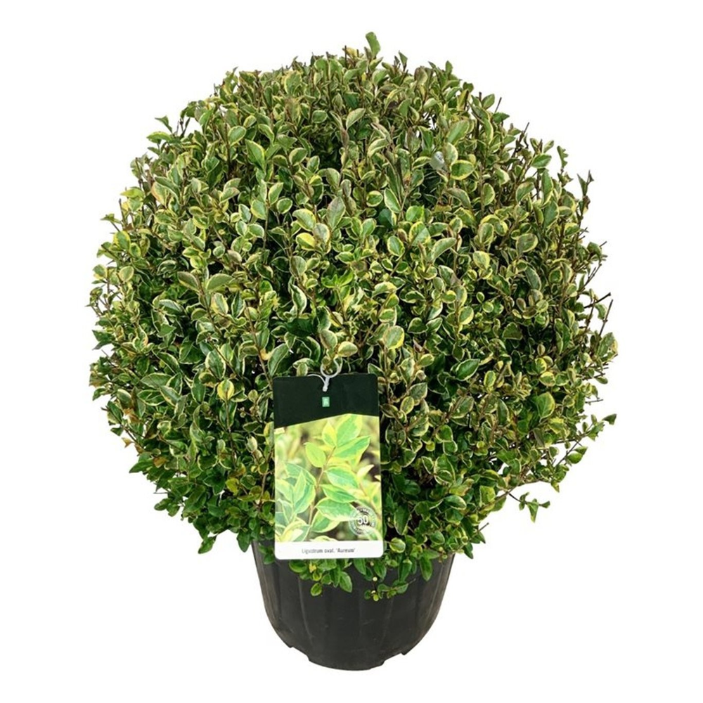Ligustrum oval. 'Aureum'.