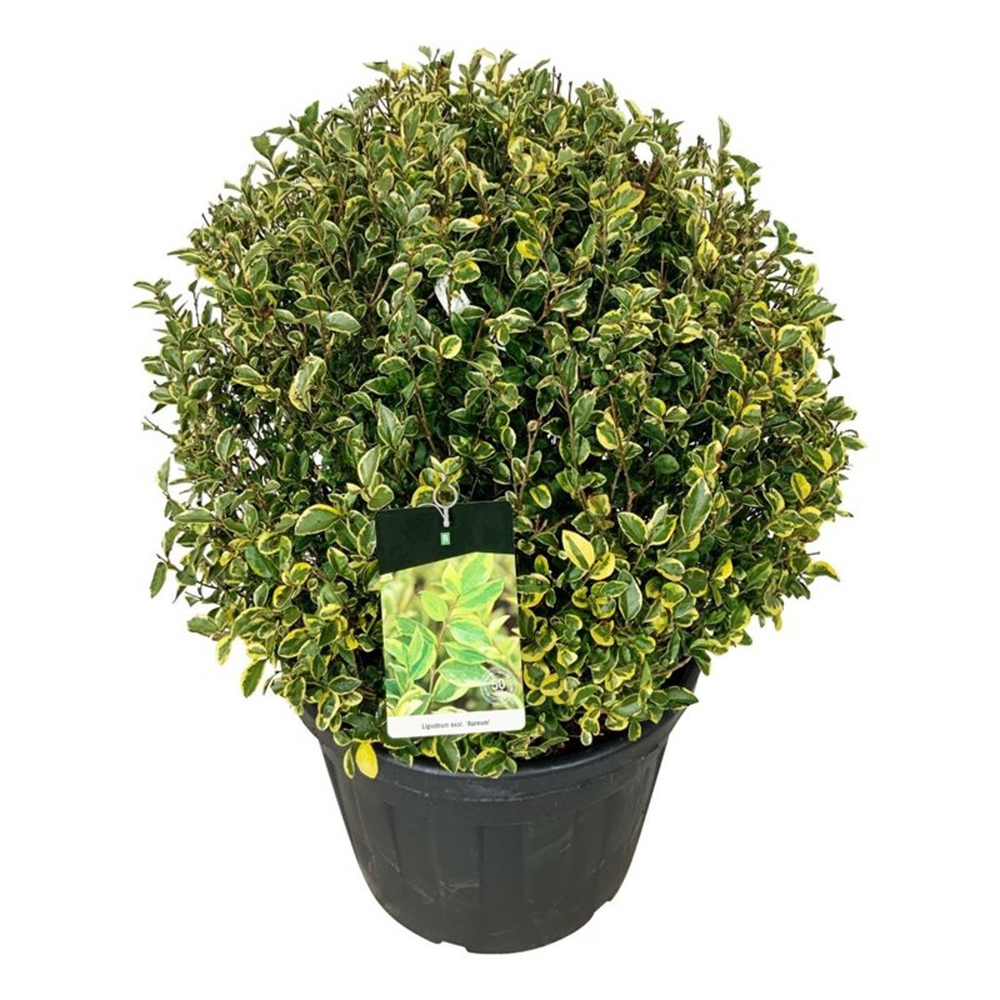 Ligustrum oval. 'Aureum'.