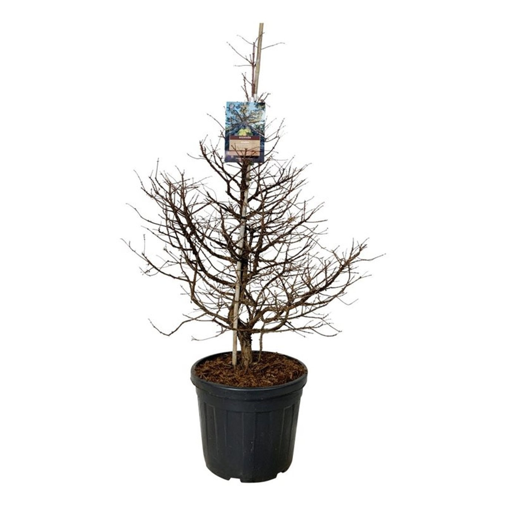 Metasequoia gl. 'Daw.Tawny Fleece'.