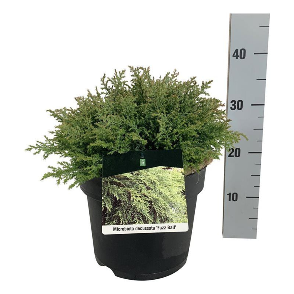 Microbiota decuss. 'Fuzzball'.