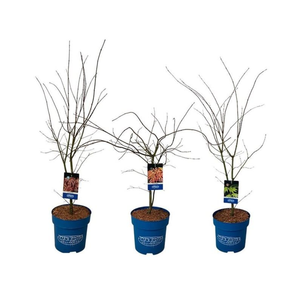 Mixlaag Acer JACK FROST® collection.