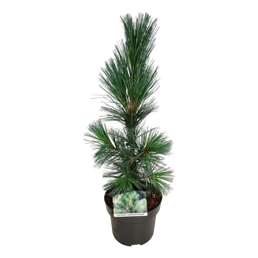 Pinus flex. 'Vanderwolf's Pyramid'.