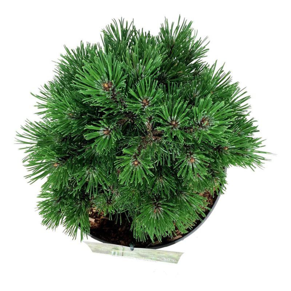 Pinus mugo 'Heideperle'.