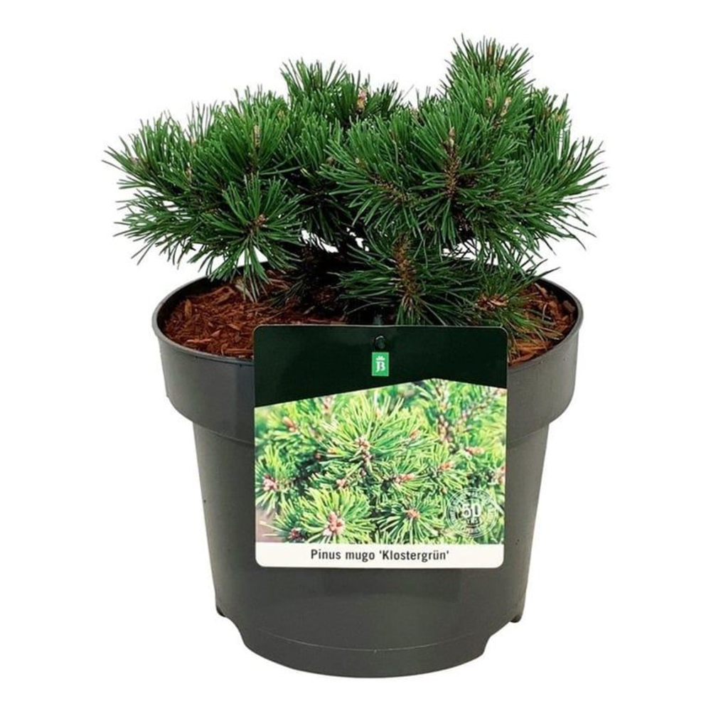Pinus mugo 'Klostergrün'.