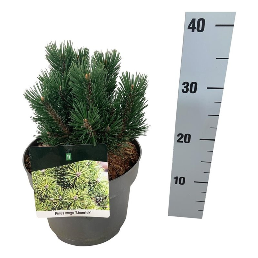 Pinus mugo 'Limerick'.