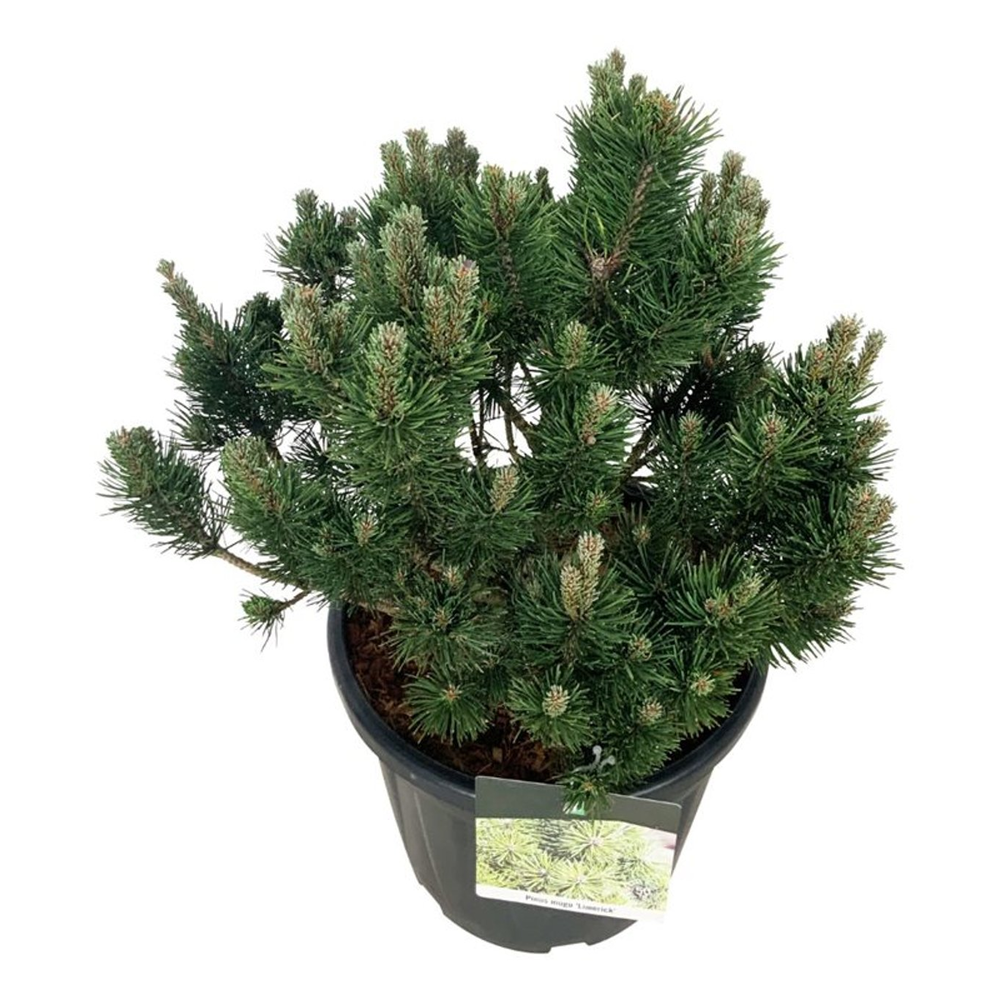 Pinus mugo 'Limerick'.