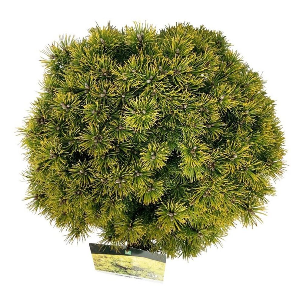 Pinus mugo 'Ophir'.