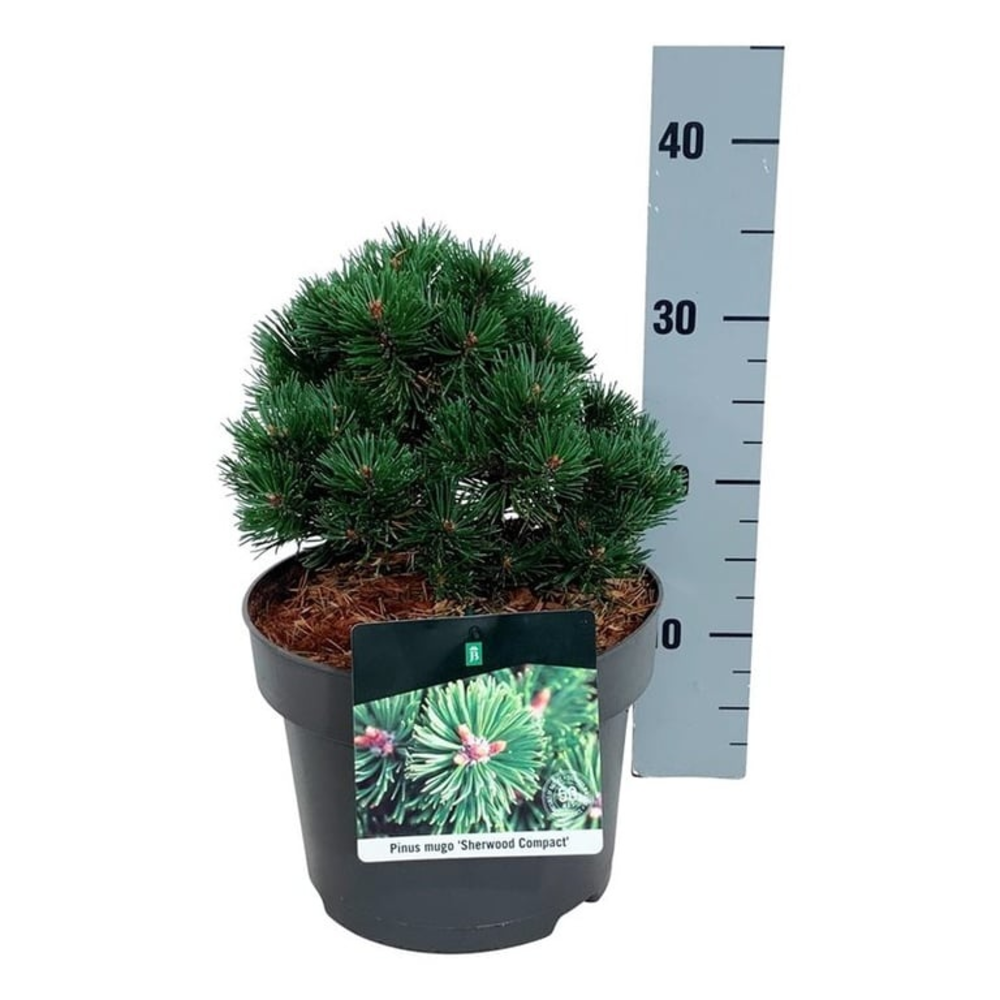 Pinus mugo 'Sherwood Compact'.