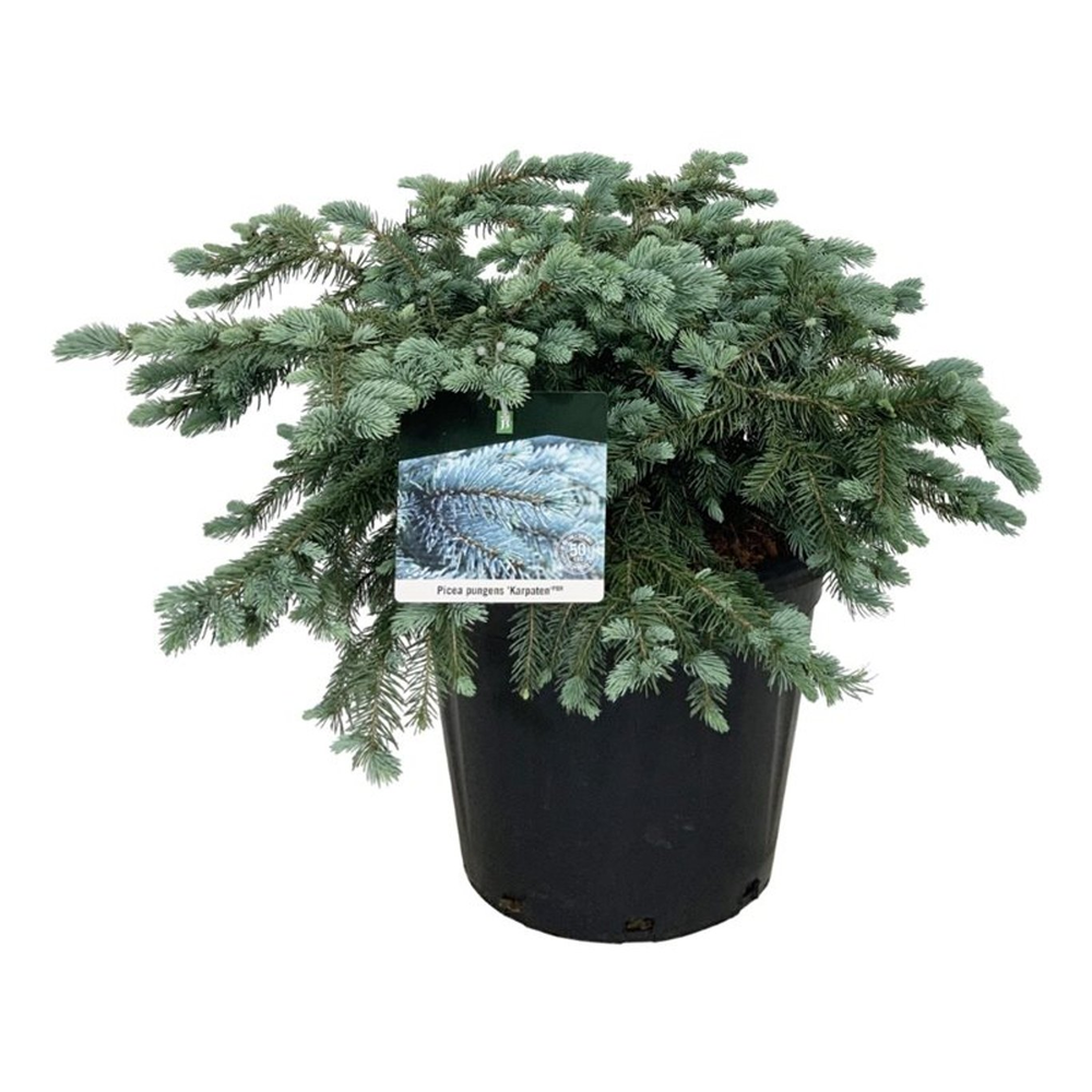 Picea pung. 'Karpaten' -R-.