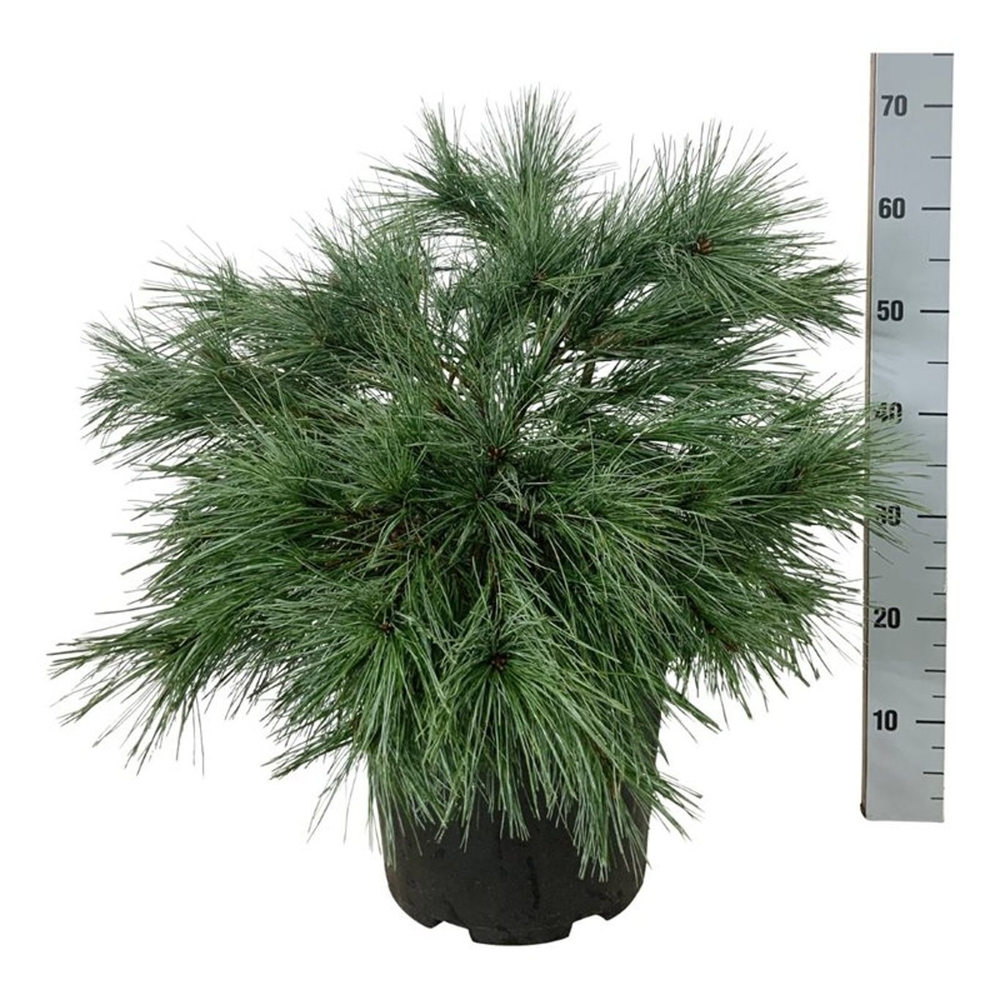 Pinus strobus 'Blue Shag'.