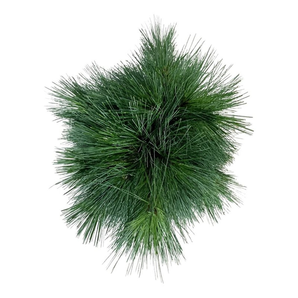 Pinus schwerinii 'Wiethorst'.