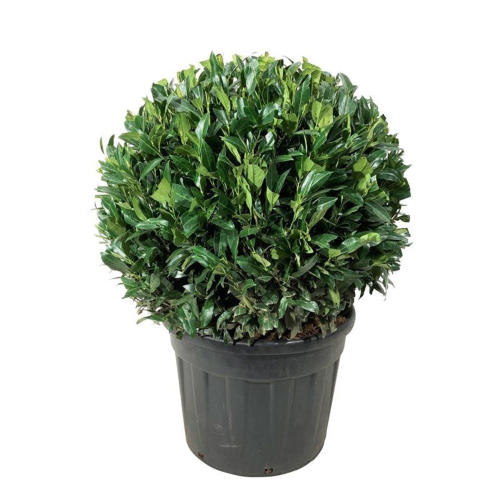 Prunus laur. 'Herbergii'.