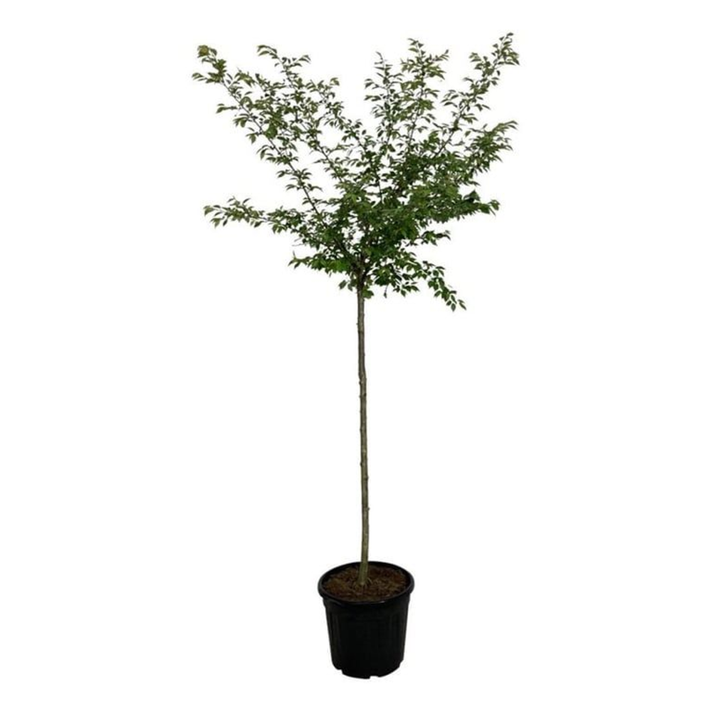 Prunus subh. 'Autumnalis Rosea'.