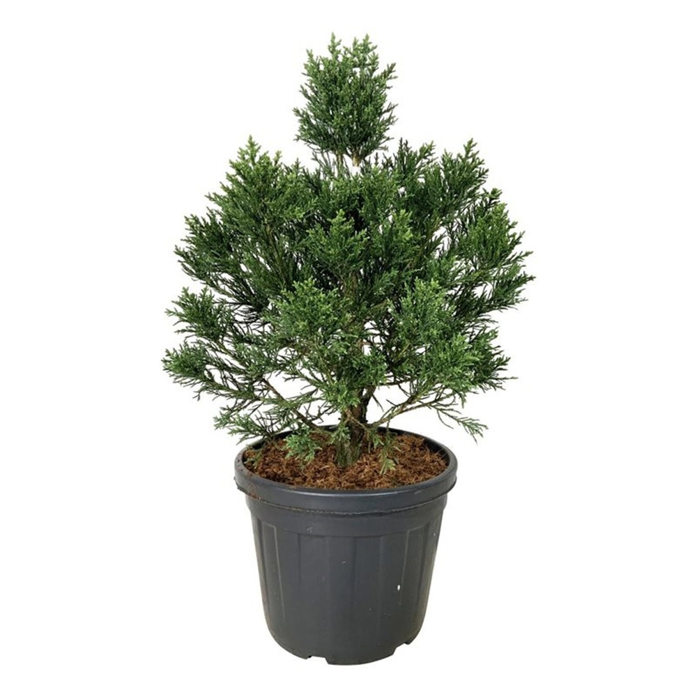 Sequoiadendron gig. 'Clayton'.