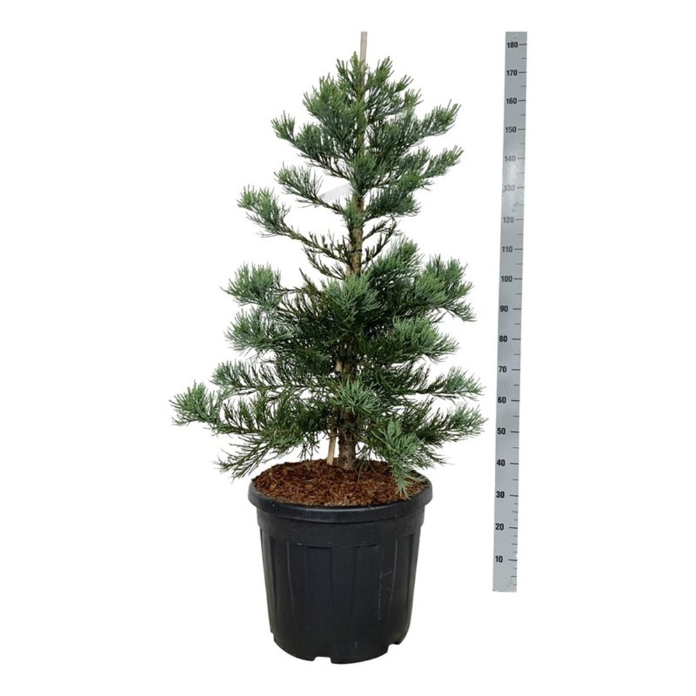 Sequoiadendron gig. 'Glaucum'.