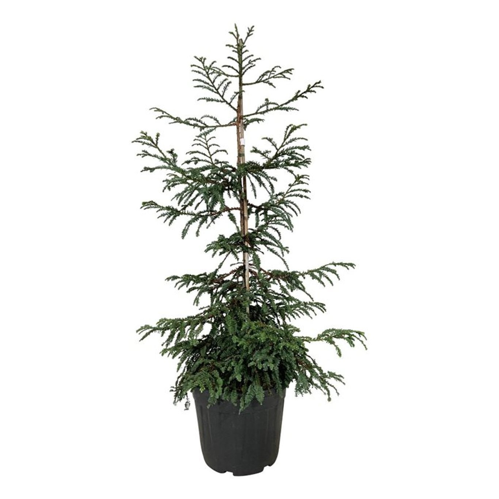 Sequoia s. 'Cantab'.